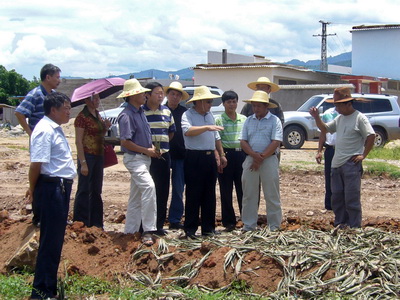 汤副厅长在元江指导中低产田地改造工作