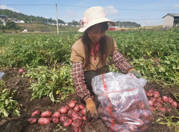 龍陵勐冒千畝洋芋喜獲豐收