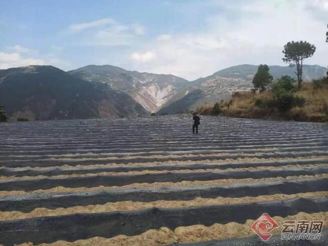 云农快讯 正文  时下,正是烤烟移栽黄金时期,在凤庆县新华乡的烟地里