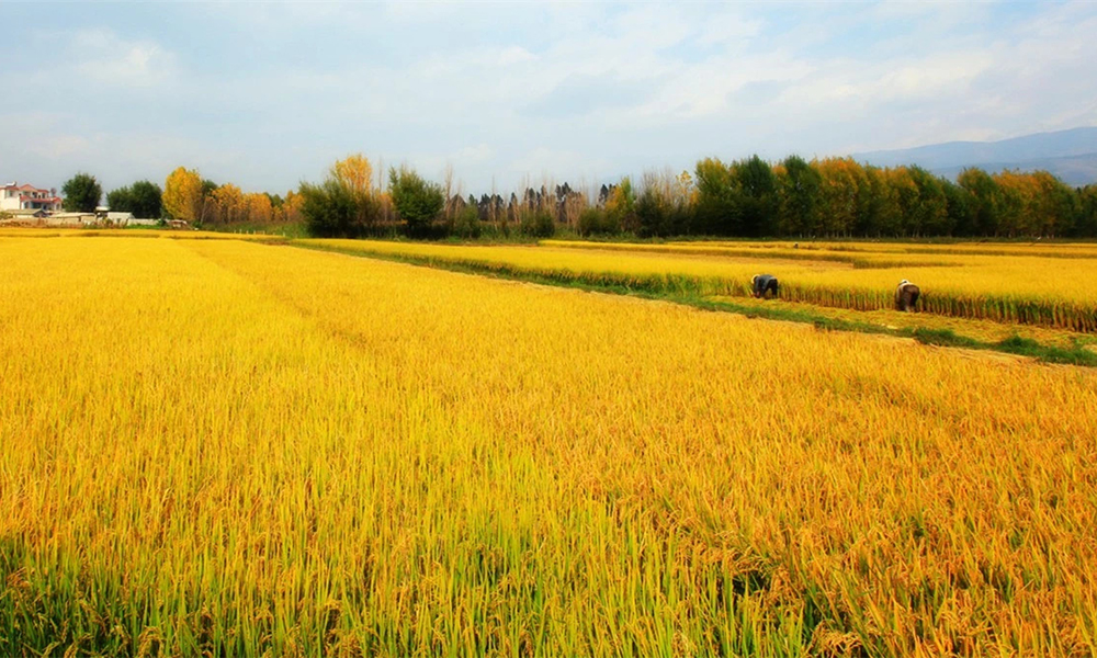 视频丨金色大地！水乡的稻谷丰收了