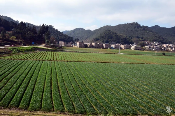 文山市民农园图片