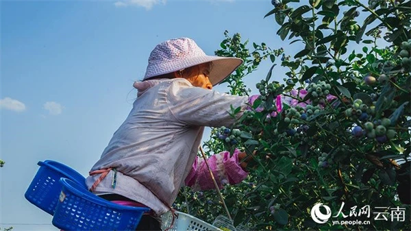 景东摘蓝莓的地方图片