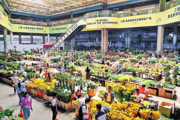 昆明斗南鲜花销售迎高峰