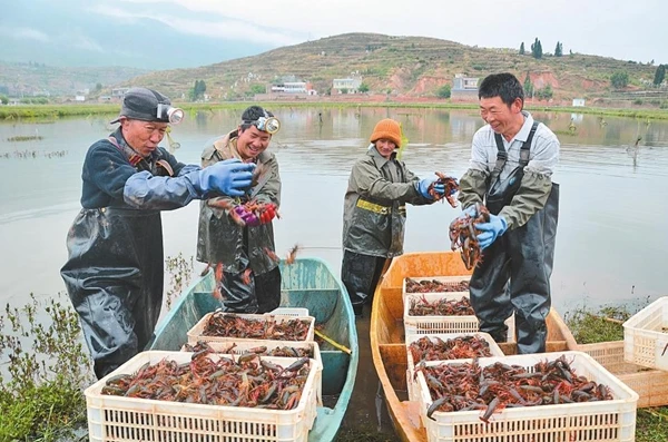 附近龙虾养殖基地图片