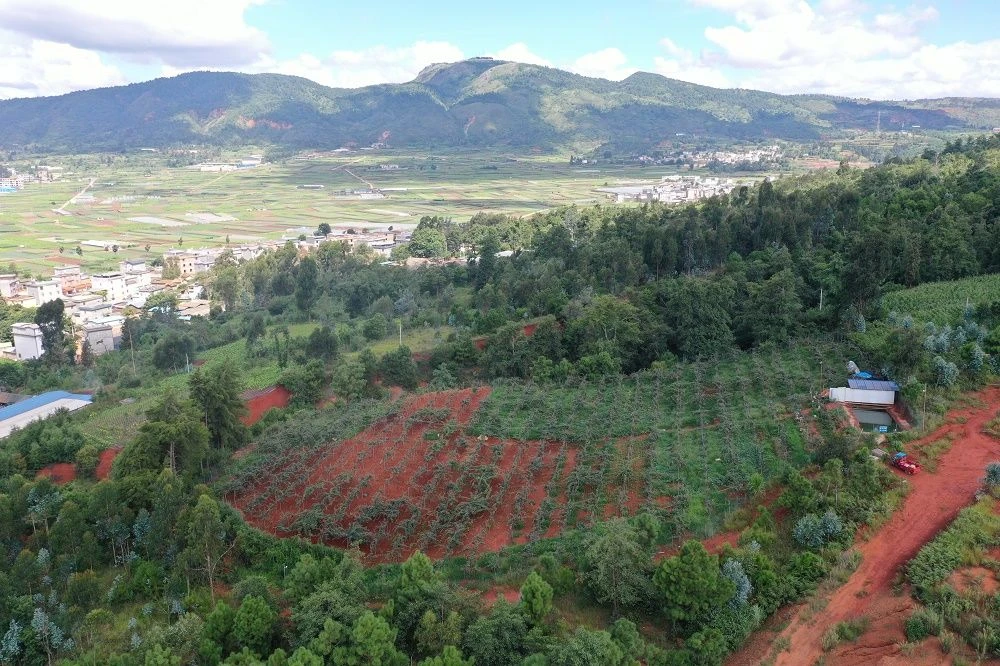 玉溪市江川區:獼猴桃產業為鄉村振興蓄勢賦能_雲南省農業農村廳