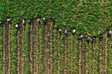 中国这十年·今天看云南——高原特色现代农业产业篇