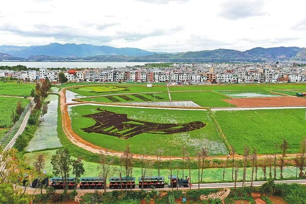 玉溪市江川区风吹彩稻舞翩跹