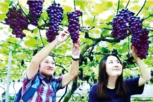 保山市昌宁县8.5万亩水果实现销售收入3.4亿余元