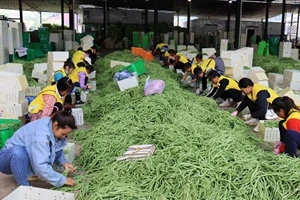 普洱市镇沅县：冬早蔬菜收获忙 特色产业助振兴