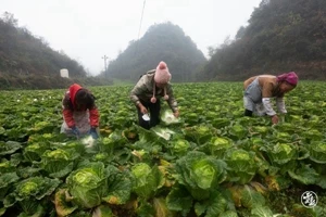 昭通市镇雄县：蔬菜产业鼓起农户“钱袋子”