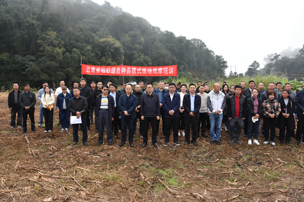 全省稻蝦綜合種養模式現場觀摩培訓在西雙版納州景洪市舉行