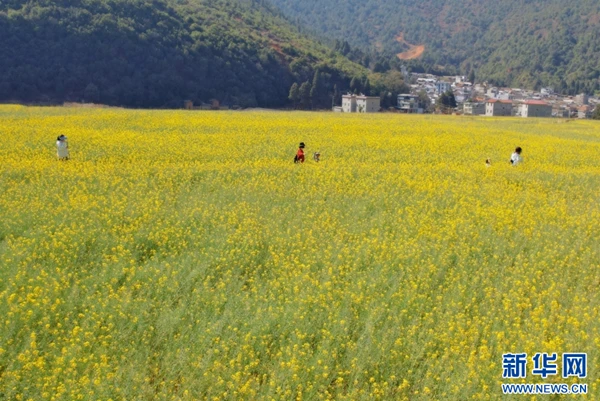 提醒云贵高原及川西部分高海拔葡萄栽培区如何做好葡萄病虫害防控工作
