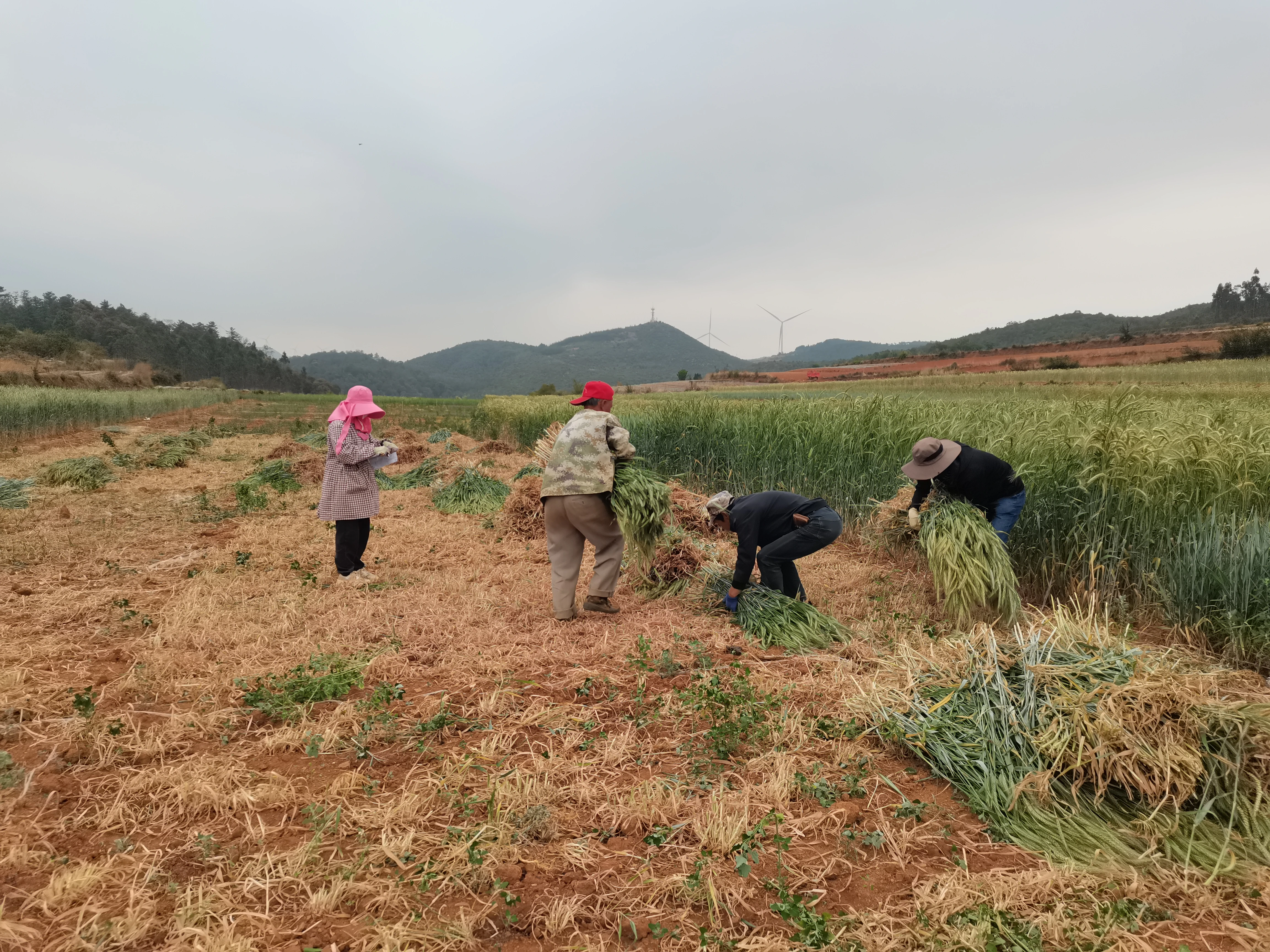 夏收草,秋收玉米"一年两收试验取得阶段性成果