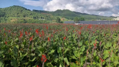 万亩芭蕉芋 铺就乡村富“芋”路<br>——普洱市墨江县通关镇建设绿美村庄典型案例