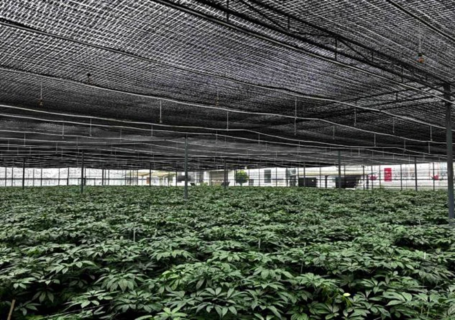 云药出海正当时！第九届南博会首设中药材产业馆