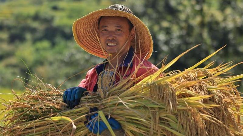 云南昭通多地稻浪涌 农户收割装运忙