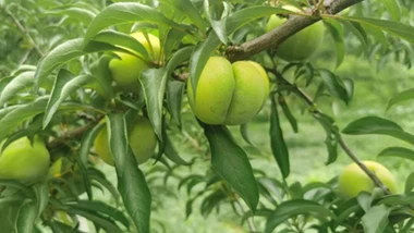 文山州富宁县：中彩资金赋新能 瓦蚌壮寨展新颜