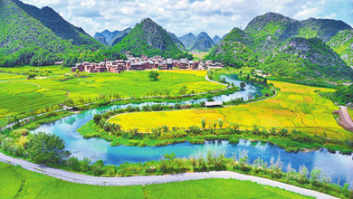 文山广南：稻浪翻金绘丰景