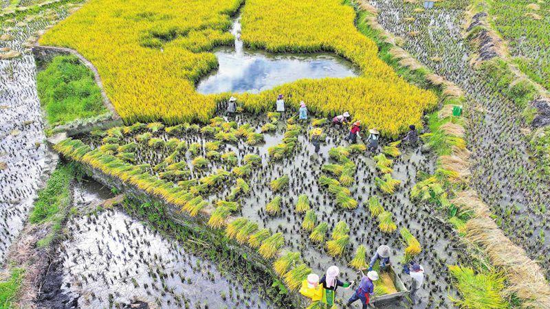红河州：元阳哈尼梯田 稻鱼测产亮眼
